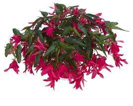 Begónie bolívijská 'Belladonna Pink'