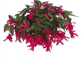Begónie bolívijská 'Belladonna Pink' - Begonia boliviensis 'Belladonna Pink'