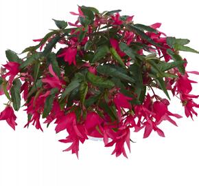 Begónie bolívijská 'Belladonna Pink'