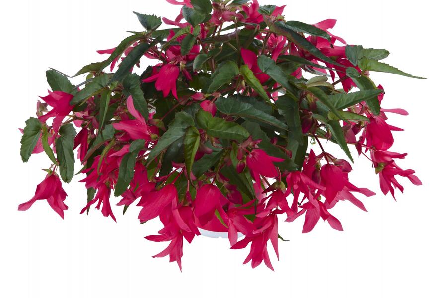 Begónie bolívijská 'Belladonna Pink' - Begonia boliviensis 'Belladonna Pink'