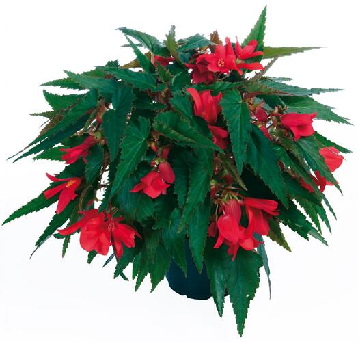 Begónie bolívijská 'Belladonna Coral Red' - Begonia boliviensis 'Belladonna Coral Red'