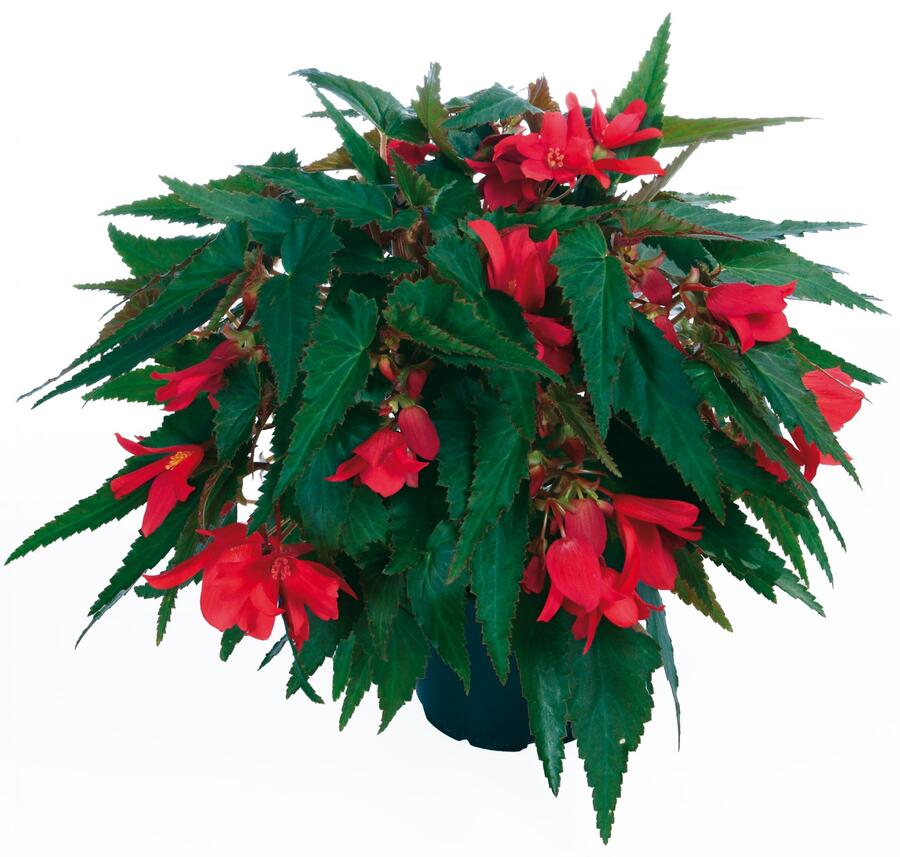 Begónie bolívijská 'Belladonna Coral Red' - Begonia boliviensis 'Belladonna Coral Red'