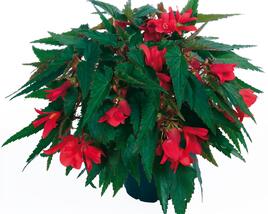 Begónie bolívijská 'Belladonna Coral Red'