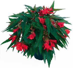 Begónie bolívijská 'Belladonna Coral Red'