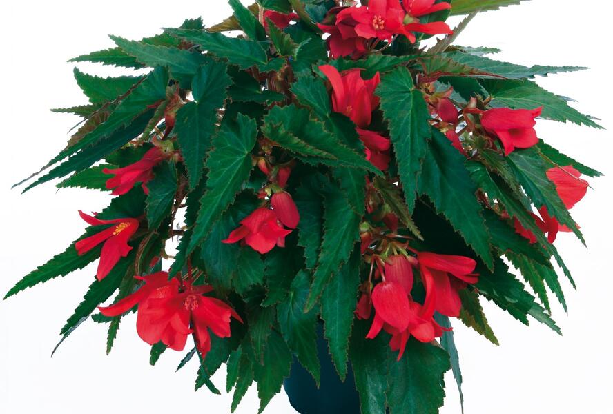 Begónie bolívijská 'Belladonna Coral Red' - Begonia boliviensis 'Belladonna Coral Red'