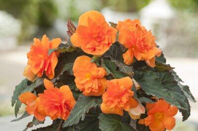 Begónie 'Apadana Orange' - Begonia 'Apadana Orange'