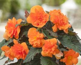Begónie 'Apadana Orange'