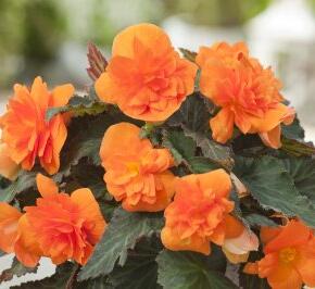 Begónie 'Apadana Orange'