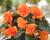 Begónie 'Apadana Orange'
