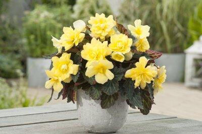 Begónie 'Apadana Lemon' - Begonia 'Apadana Lemon'