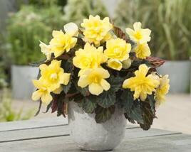 Begónie 'Apadana Lemon'