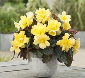 Begónie 'Apadana Lemon'