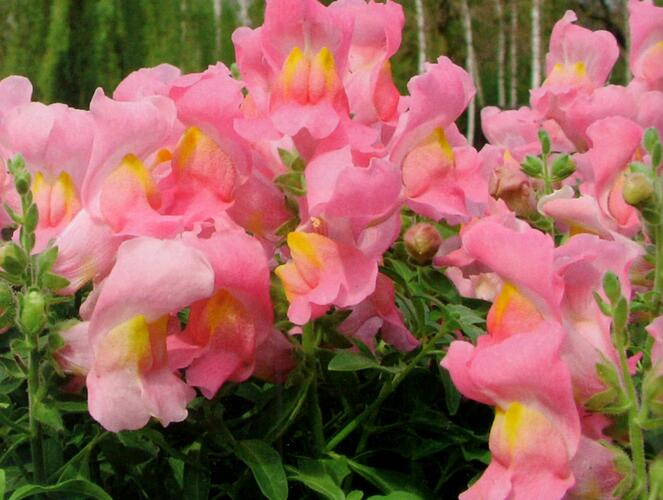 Hledík větší 'Dazzling Lips Rose Petal' - Antirrhinum majus 'Dazzling Lips Rose Petal'