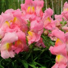 Hledík větší 'Dazzling Lips Rose Petal' - Antirrhinum majus 'Dazzling Lips Rose Petal'