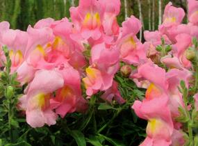 Hledík větší 'Dazzling Lips Rose Petal' - Antirrhinum majus 'Dazzling Lips Rose Petal'