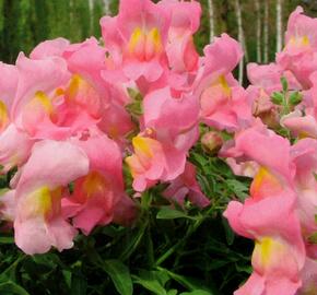 Hledík větší 'Dazzling Lips Rose Petal' - Antirrhinum majus 'Dazzling Lips Rose Petal'