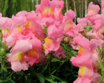 Hledík větší 'Dazzling Lips Rose Petal'