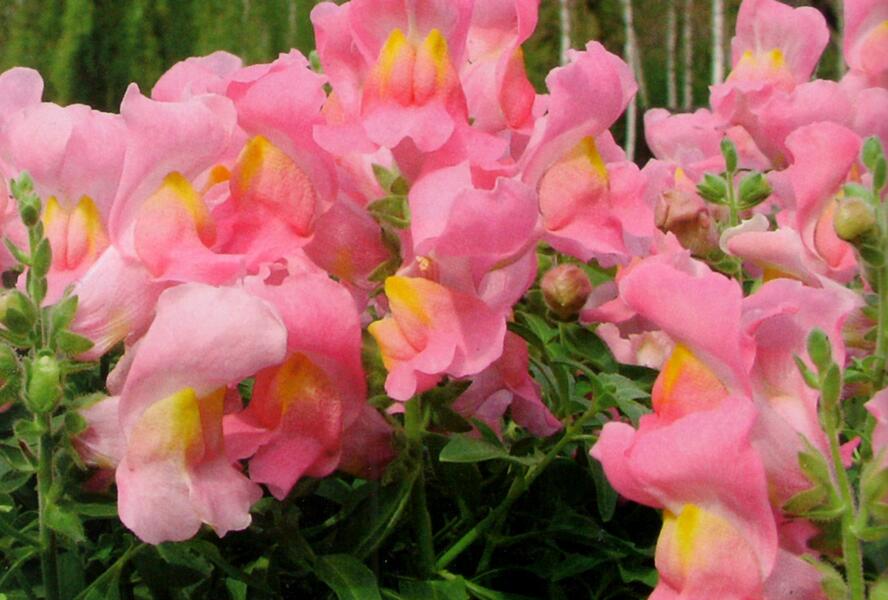 Hledík větší 'Dazzling Lips Rose Petal' - Antirrhinum majus 'Dazzling Lips Rose Petal'