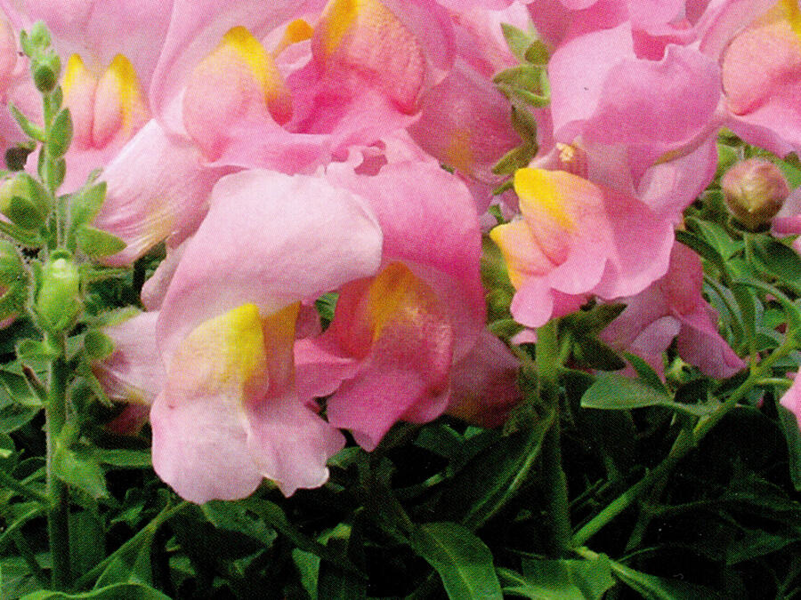 Hledík větší 'Dazzling Lips Rose Petal' - Antirrhinum majus 'Dazzling Lips Rose Petal'