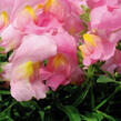Hledík větší 'Dazzling Lips Rose Petal' - Antirrhinum majus 'Dazzling Lips Rose Petal'