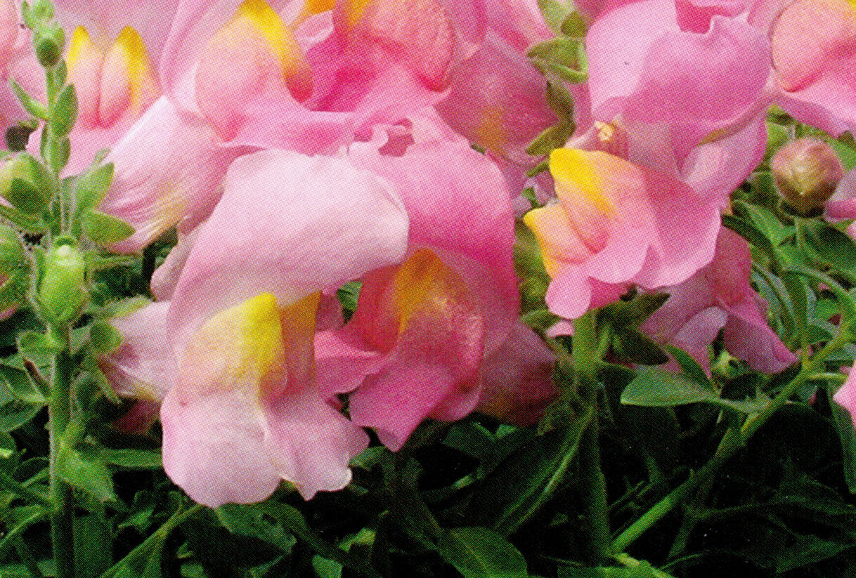Hledík větší 'Dazzling Lips Rose Petal' - Antirrhinum majus 'Dazzling Lips Rose Petal'
