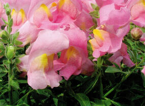 Hledík větší 'Dazzling Lips Rose Petal' - Antirrhinum majus 'Dazzling Lips Rose Petal'