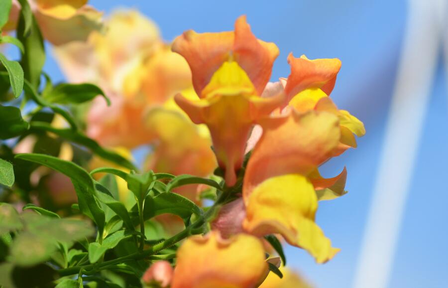 Hledík větší 'Dazzling Lips Peach Paradise' - Antirrhinum majus 'Dazzling Lips Peach Paradise'