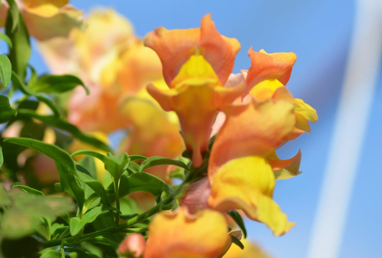 Hledík větší 'Dazzling Lips Peach Paradise' - Antirrhinum majus 'Dazzling Lips Peach Paradise'
