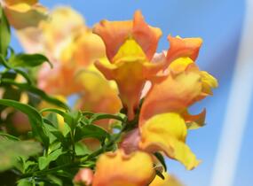 Hledík větší 'Dazzling Lips Peach Paradise' - Antirrhinum majus 'Dazzling Lips Peach Paradise'