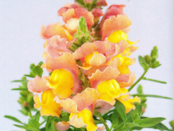 Hledík větší 'Dazzling Lips Peach Paradise' - Antirrhinum majus 'Dazzling Lips Peach Paradise'