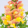 Hledík větší 'Dazzling Lips Peach Paradise' - Antirrhinum majus 'Dazzling Lips Peach Paradise'