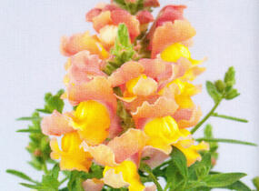 Hledík větší 'Dazzling Lips Peach Paradise' - Antirrhinum majus 'Dazzling Lips Peach Paradise'