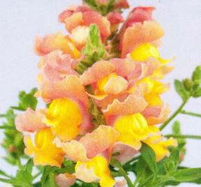 Hledík větší 'Dazzling Lips Peach Paradise' - Antirrhinum majus 'Dazzling Lips Peach Paradise'