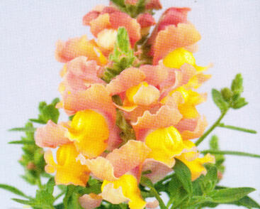 Hledík větší 'Dazzling Lips Peach Paradise'