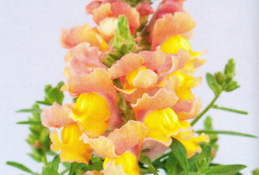 Hledík větší 'Dazzling Lips Peach Paradise' - Antirrhinum majus 'Dazzling Lips Peach Paradise'