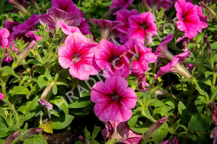 Petúnie 'Pegasus Patio Rose Vein' - Petunia hybrida 'Pegasus Patio Rose Vein'