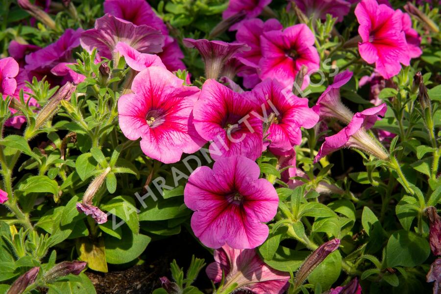 Petúnie 'Pegasus Patio Rose Vein' - Petunia hybrida 'Pegasus Patio Rose Vein'
