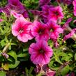 Petúnie 'Pegasus Patio Rose Vein' - Petunia hybrida 'Pegasus Patio Rose Vein'