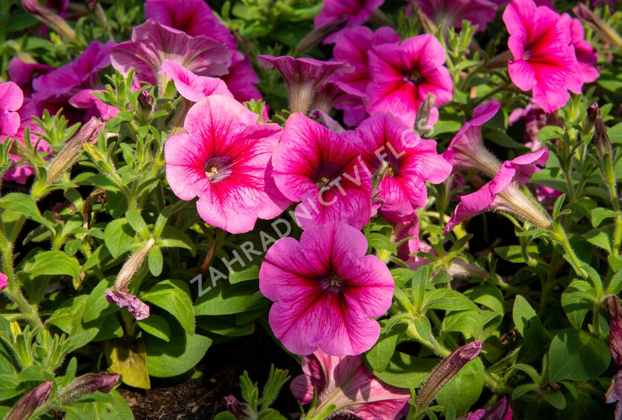 Petúnie 'Pegasus Patio Rose Vein' - Petunia hybrida 'Pegasus Patio Rose Vein'
