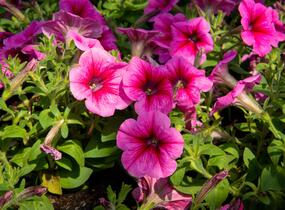 Petúnie 'Pegasus Patio Rose Vein' - Petunia hybrida 'Pegasus Patio Rose Vein'