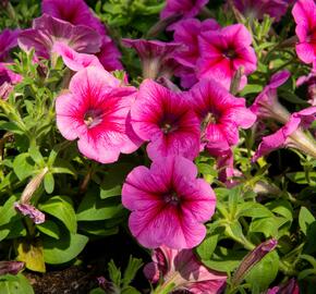 Petúnie 'Pegasus Patio Rose Vein' - Petunia hybrida 'Pegasus Patio Rose Vein'