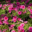 Petúnie 'Pegasus Patio Rose Vein' - Petunia hybrida 'Pegasus Patio Rose Vein'