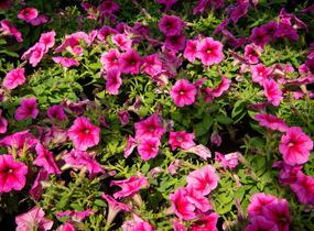 Petúnie 'Pegasus Patio Rose Vein' - Petunia hybrida 'Pegasus Patio Rose Vein'