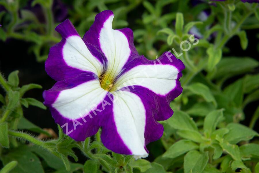 Petúnie 'Pegasus Patio Blue Star' - Petunia hybrida 'Pegasus Patio Blue Star'