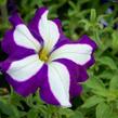 Petúnie 'Pegasus Patio Blue Star' - Petunia hybrida 'Pegasus Patio Blue Star'