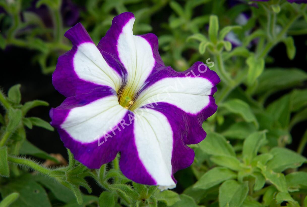 Petúnie 'Pegasus Patio Blue Star' - Petunia hybrida 'Pegasus Patio Blue Star'