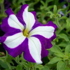 Petúnie 'Pegasus Patio Blue Star' - Petunia hybrida 'Pegasus Patio Blue Star'