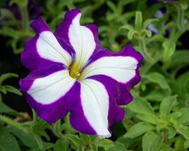 Petúnie 'Pegasus Patio Blue Star'