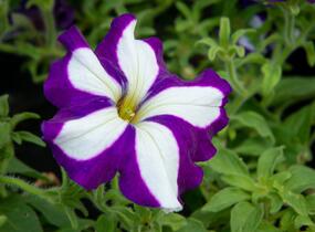 Petúnie 'Pegasus Patio Blue Star' - Petunia hybrida 'Pegasus Patio Blue Star'