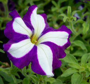 Petúnie 'Pegasus Patio Blue Star' - Petunia hybrida 'Pegasus Patio Blue Star'